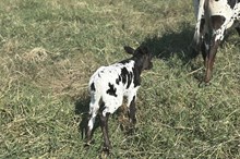 Bout x Magic heifer calf