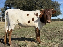 Banker X Sheriff Sarah