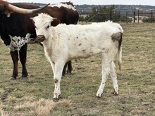 Banker x Dallas Sissie