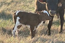 Bout x Porta bull calf 