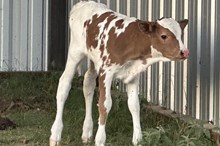 Bout x Texana bull calf 