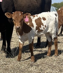Flat Iron Heifer