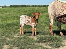 Chatterbox x Bella bull calf