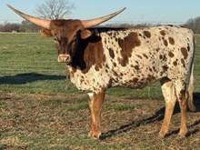 G Daze 23 Heifer 