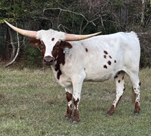 NACC Never Say Never