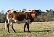 NACC Queen Of Spades