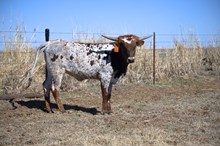 FBL REBEL'S GONE COUNTRY