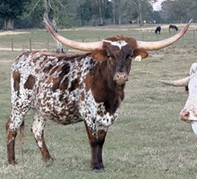 Silver Rhinestone 321