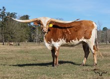 Tatiana’s Silver Star 