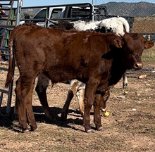 Bull Calf 2