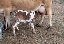 Bull Calf 6