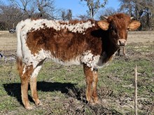 Double the Good Vibes DSM