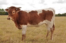 BCR GRANDE SCHEME 503