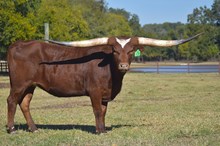 GLR MONIKAS HANGOUT GAL