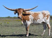 N8ive Prairie Flowerz