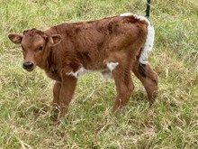 bull  Rosita x Chatter Box 